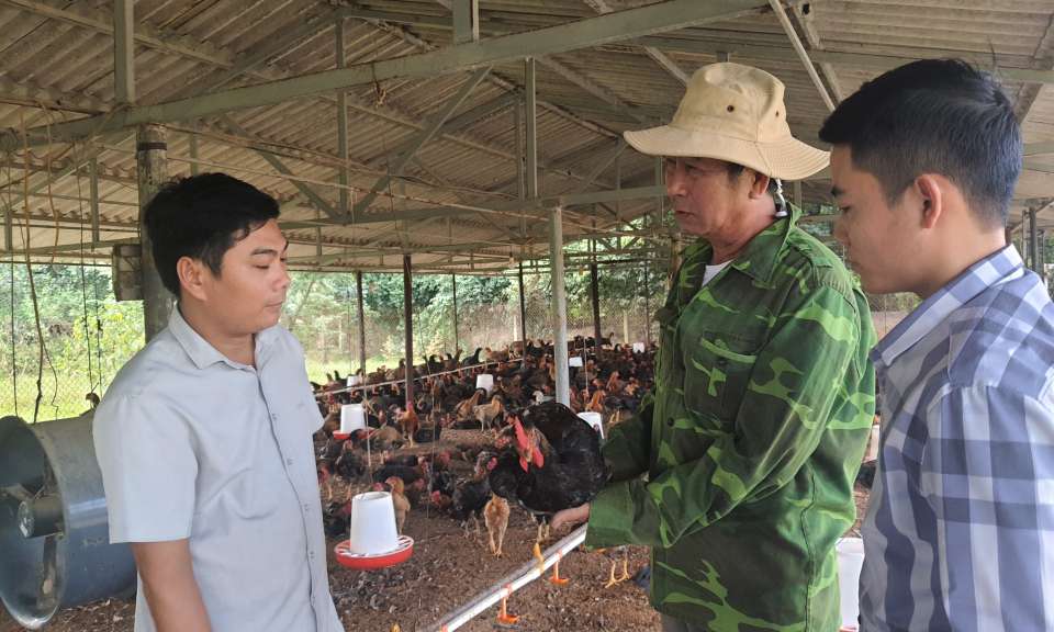 Thành công từ chăn nuôi gia cầm tập trung