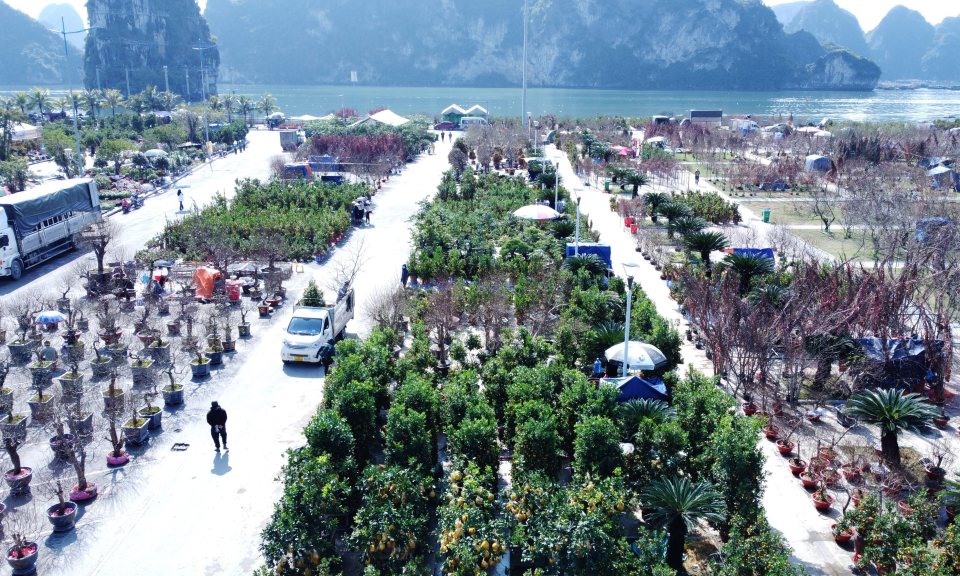 Ha Long Spring Flower Fair opens