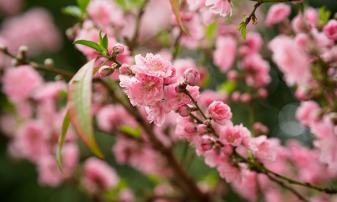 Northern Vietnam to get warmer, south enjoy sunny weather during Tet