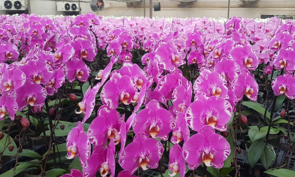 Lan hồ điệp cắt cành giá quá rẻ, chị em ồ ạt mua cắm Tết