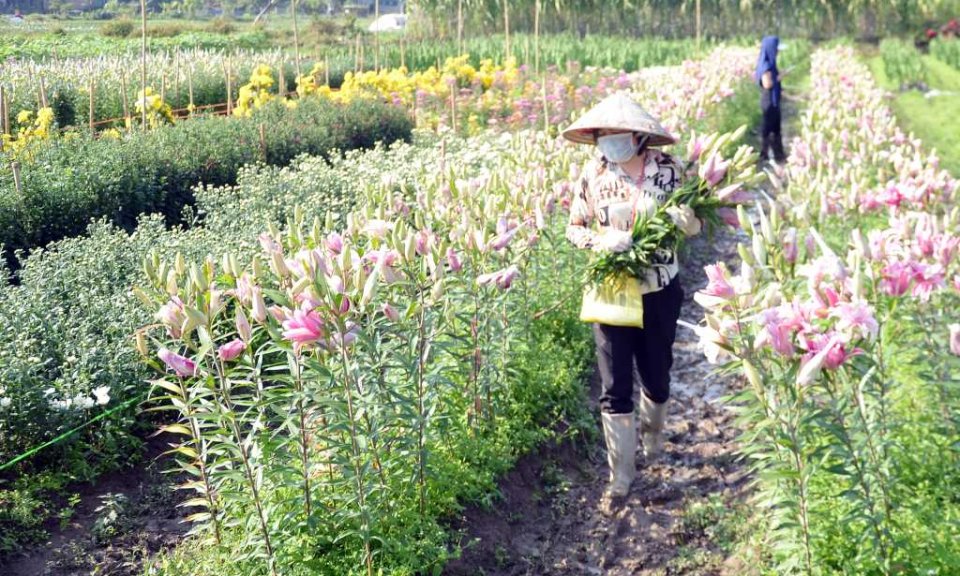 前安蔬菜、花卉种植区春节前夕农务繁忙