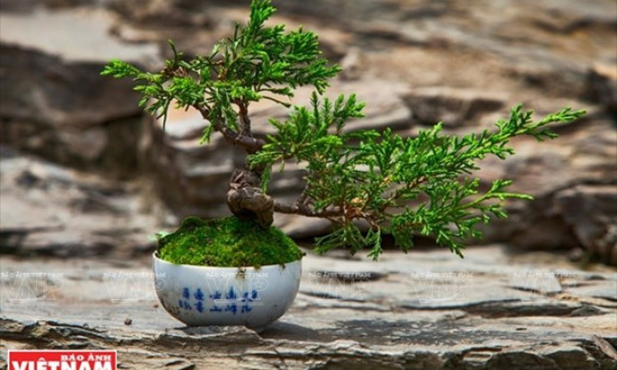 Bonsai captures vitality of nature