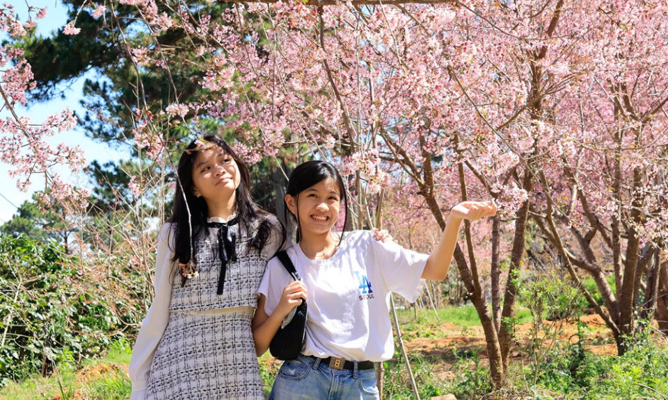 Anh đào nở rộ, Đà Lạt như được "nhuộm hồng"