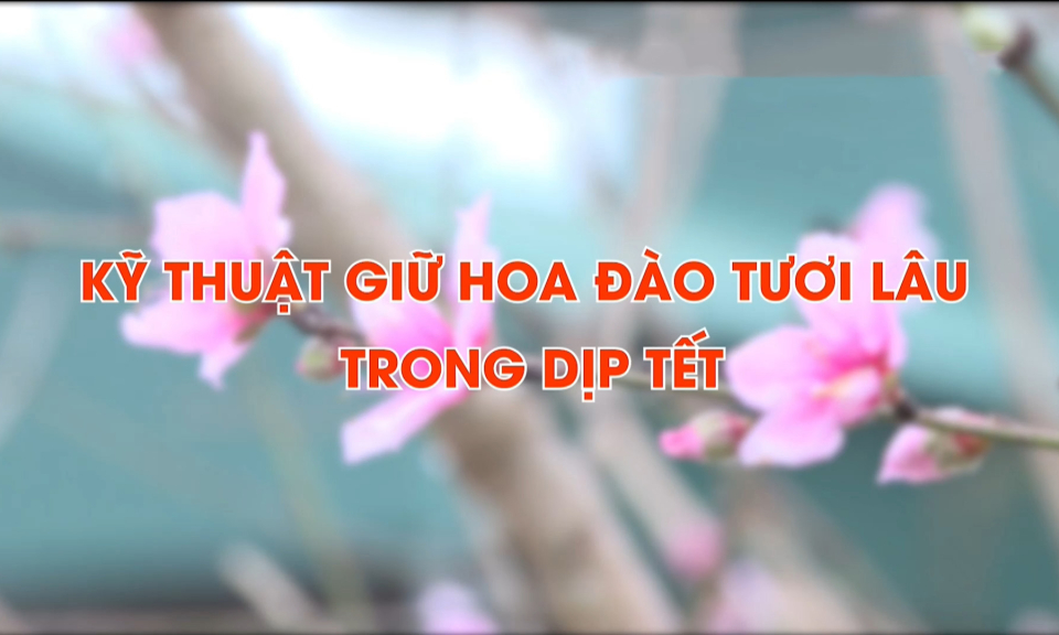 Kỹ thuật giữ hoa đào tươi lâu dịp Tết