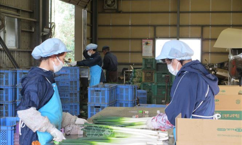 Người Việt là lực lượng lao động người nước ngoài đông nhất ở Nhật Bản
