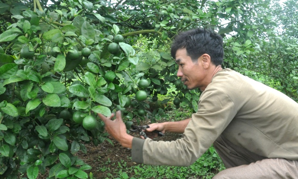 Phát triển nông nghiệp toàn diện