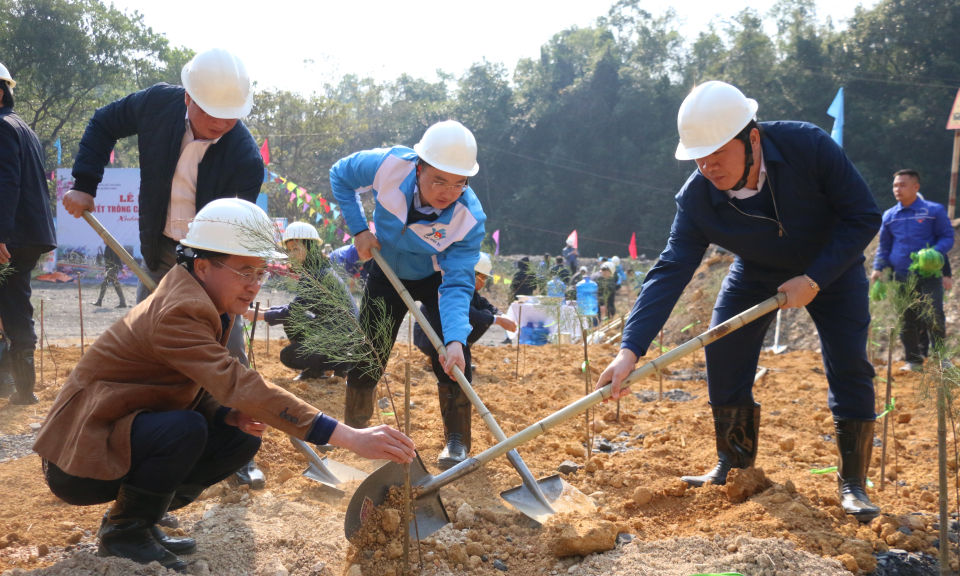 Trồng 3.000 cây phi lao tại mặt bằng khu Đồng Vông (Công ty Than Uông Bí)