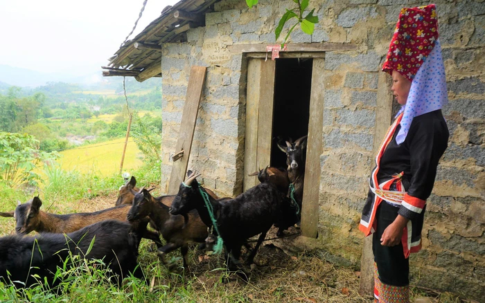 Mô hình nuôi dê sinh sản đã giúp bà con vùng DTTS xã Đồng Văn, huyện Bình Liêu dần có cuộc sống ổn định hơn.
