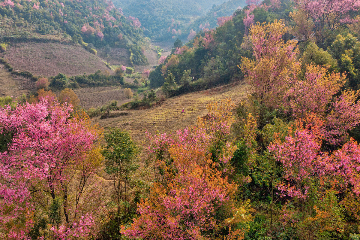 Forest peach blossoms bloom all over Mu Cang Chai
