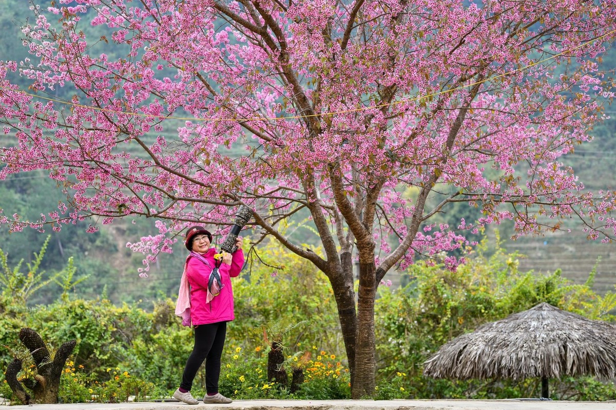 Forest peach blossoms bloom all over Mu Cang Chai