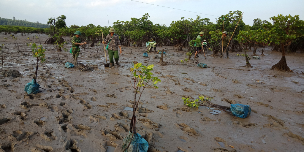 Trồng rừng ngập mặn tại xã Quảng Phong, huyện Hải Hà