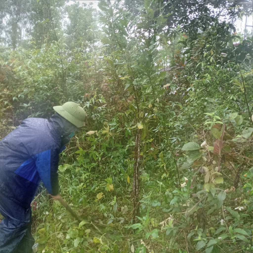Trồng cây lâm sản dưới tán rừng tại bản Tài Chi, xã Quảng Sơn, huyện Hải Hà