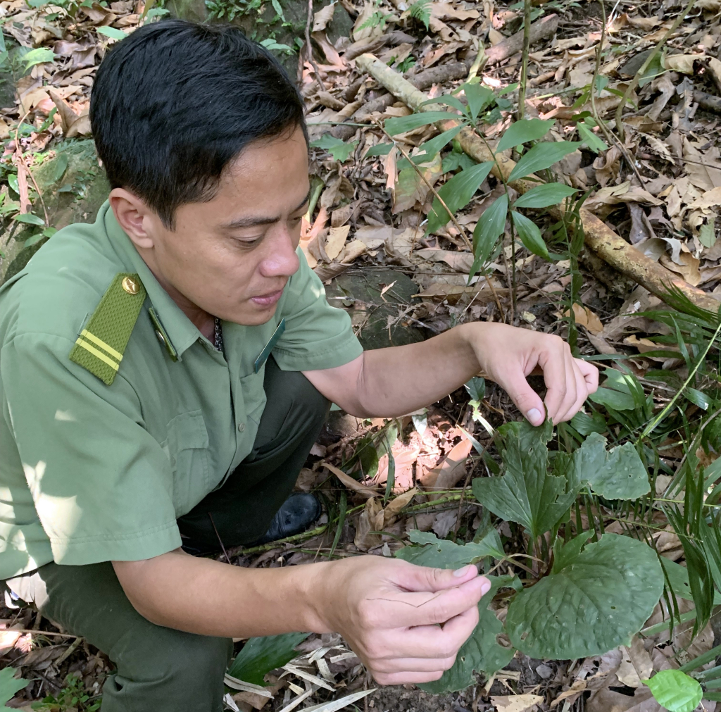 Trưởng Phòng Quản lý rừng Đào Hữu Hậu xem xét một cây dược liệu trong quá trình tuần tra tại rừng quốc gia Yên Tử.