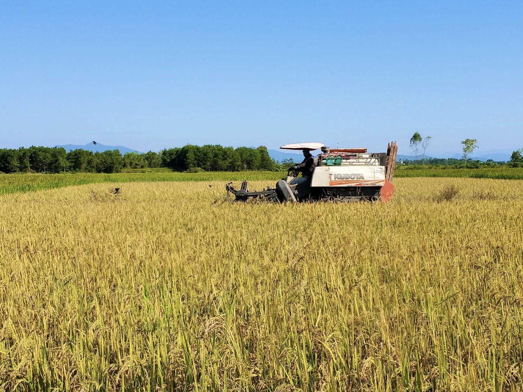 Trên những cánh đồng lúa, bà con nông dân đã chủ động sử dụng cơ giới hóa để thu hoạch lúa mùa (cánh đồng lúa tại xã Quảng Minh).  Ảnh: Thái Hà