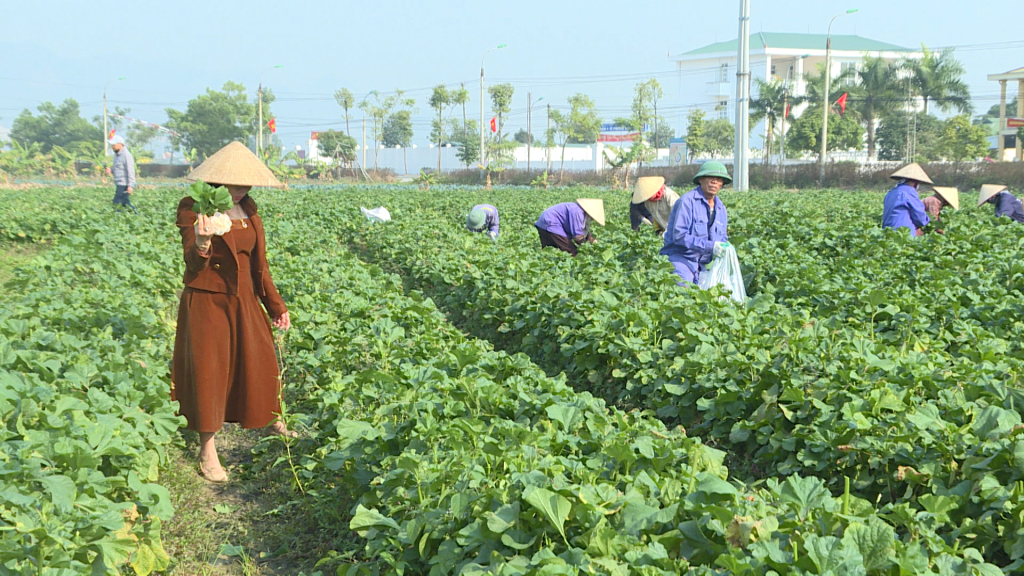 Xã viên Hợp tác xã dịch vụ Nông nghiệp chất lượng cao Hoa Phong, thu hoạch vụ rau A Ốc xuất khẩu sang Hàn Quốc.