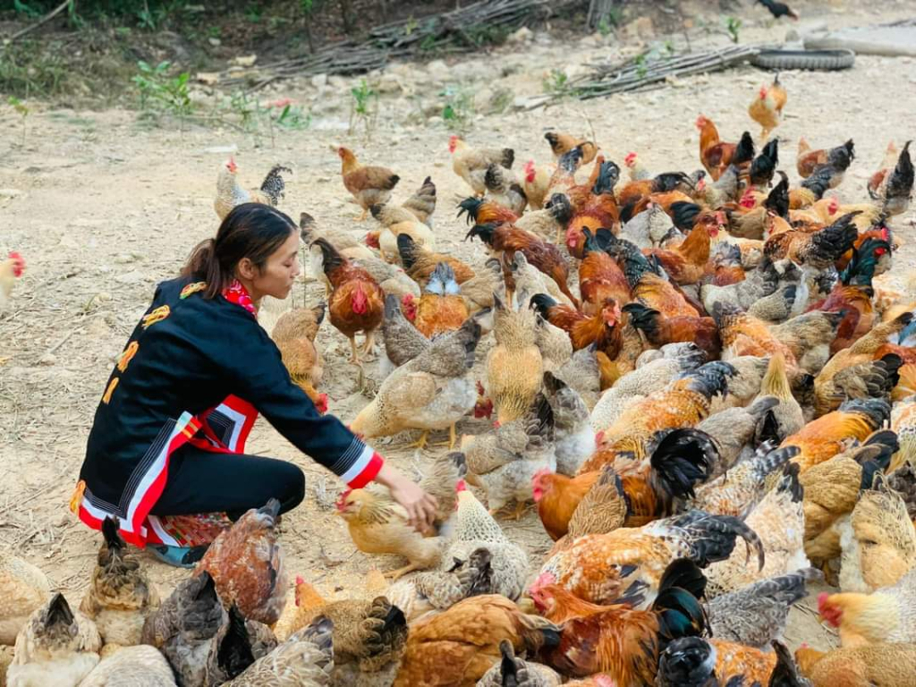 Hội viên phụ nữ huyện Đầm Hà phát triển kinh tế gia đình với mô hình nuôi gà bản địa.