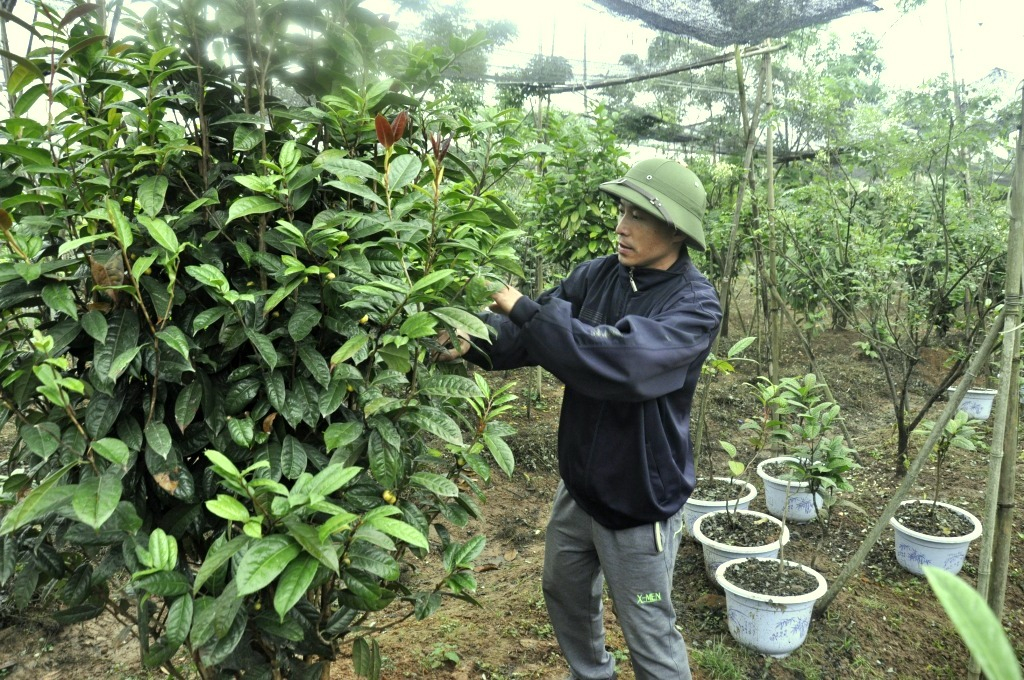 Chăm sóc vườn chè hoa vàng của Công ty TNHH Thương Mại dịch vụ XNK Quy Hoa tại xã Quảng Minh, huyện Hải Hà.