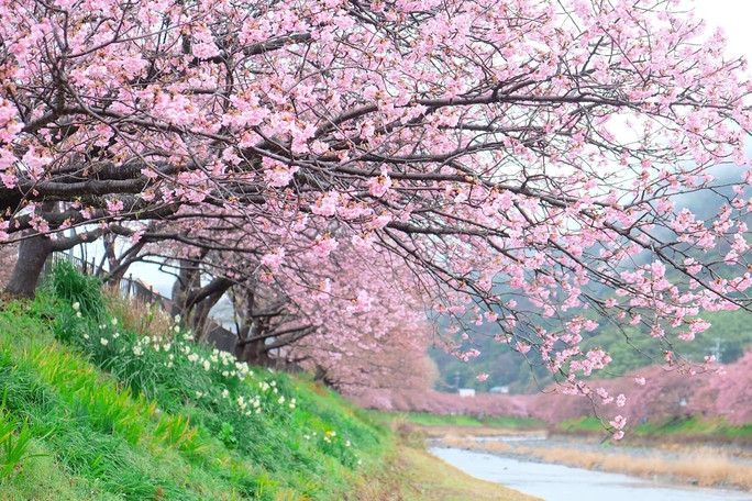 Choáng ngợp trước rừng hoa anh đào nở sớm ở Nhật Bản - Ảnh 2.