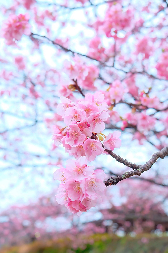 Choáng ngợp trước rừng hoa anh đào nở sớm ở Nhật Bản - Ảnh 11.