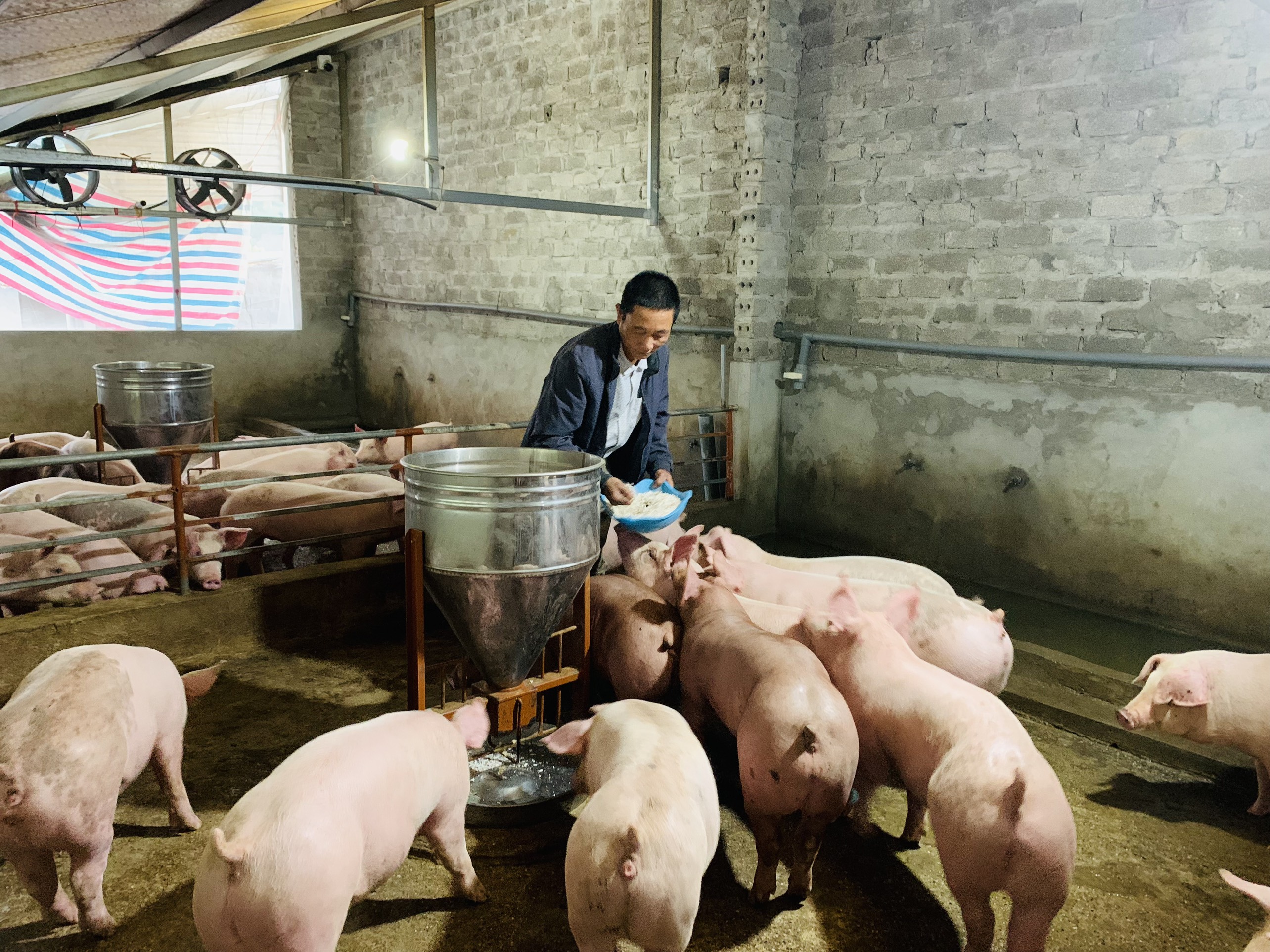 Mô hình nuôi lợn ứng dụng công nghệ đã giúp gia đình Chìu A Sám, xã Quảng Lâm, Đầm Hà, thoát nghèo.