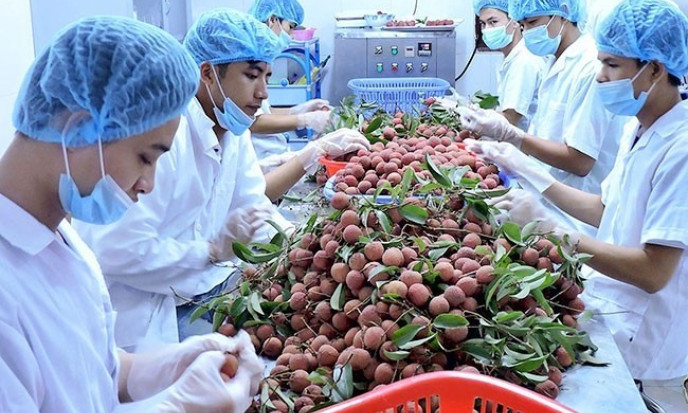 Sức ép "Tăng trưởng xanh" với xuất khẩu nông sản vào EU