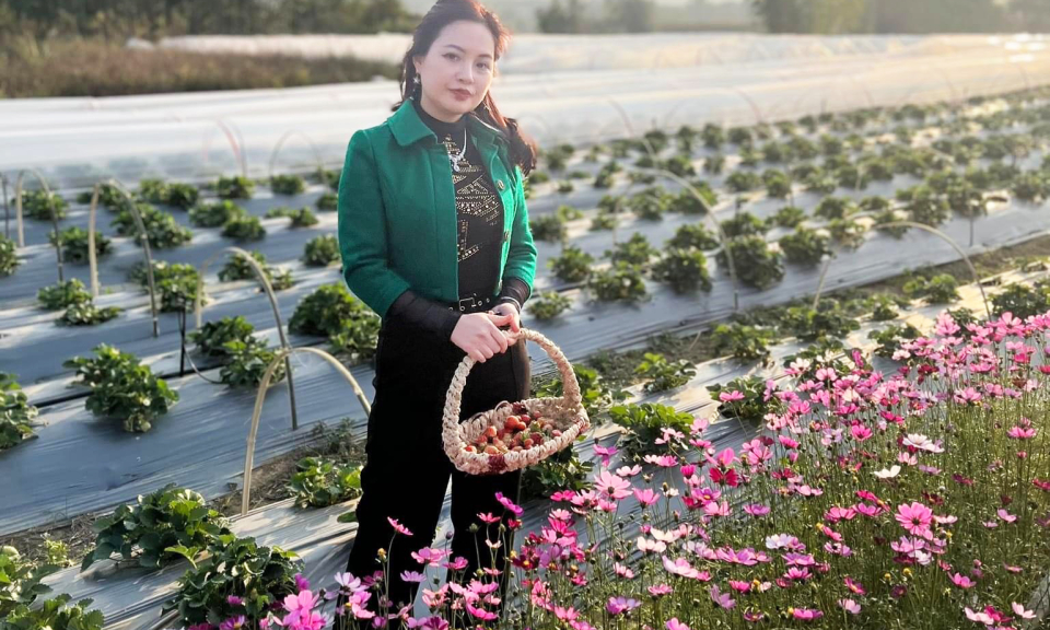 Dâu tây Bình Liêu - Mô hình kinh tế mới hiệu quả