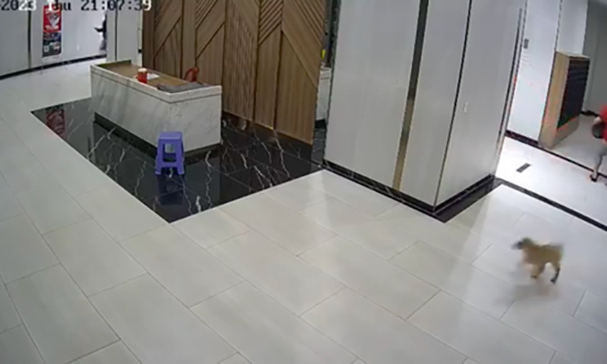 Người cha bị hành hung vì bảo vệ con trai trước con chó không đeo rọ mõm