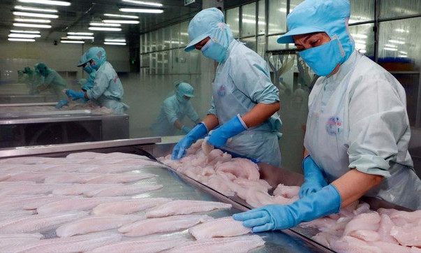 Xuất khẩu cá tra: Vì sao chế biến sâu chỉ chiếm 2%?