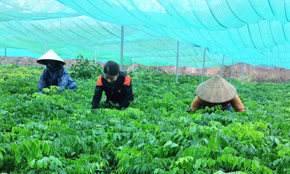 Vào vụ trồng rừng mới
