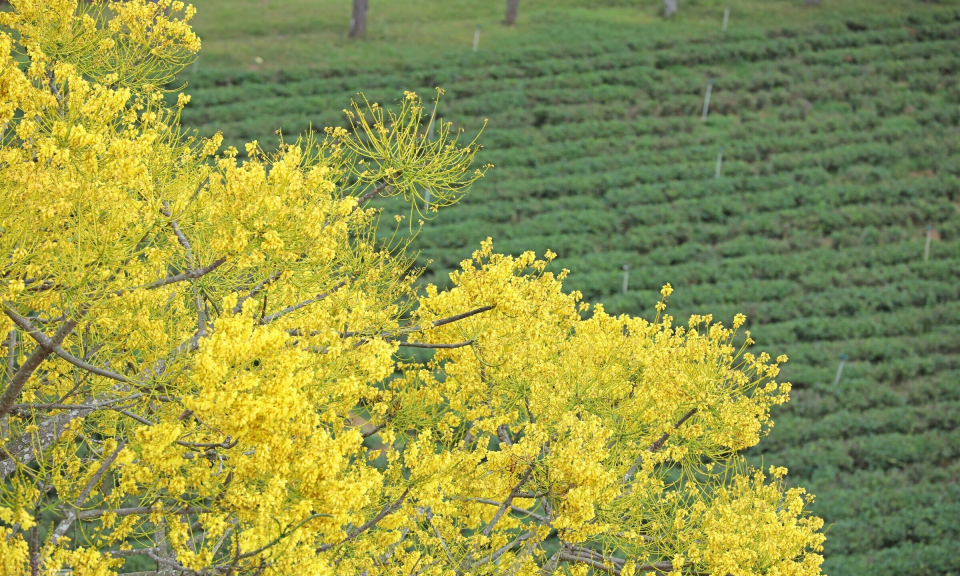Brilliant yellow poinciana flowers in Lam Dong