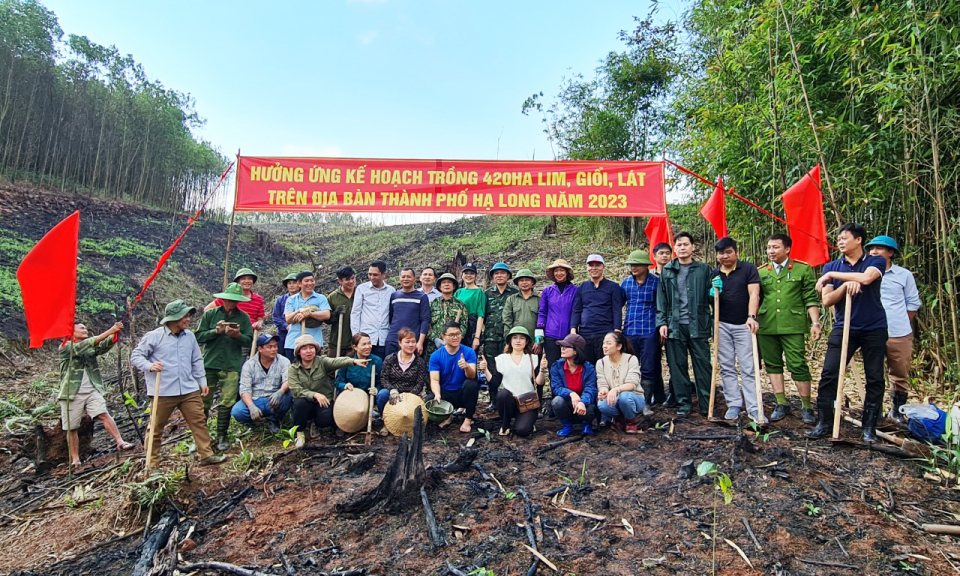 TP Hạ Long: Sử dụng nguồn vốn xã hội hoá để trồng rừng lim, giổi, lát