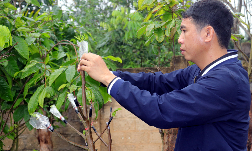 Chuyện hồi sinh giống mai vàng Yên Tử ở Bình Khê