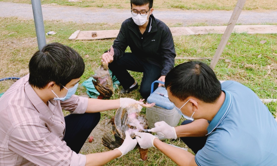 Chủ động phòng chống dịch bệnh trên đàn vật nuôi