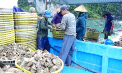 Nhật Bản muốn hợp tác nuôi hàu ăn sống ở Việt Nam
