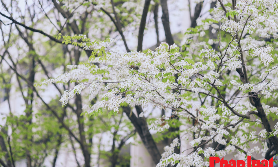 Ngắm hàng hoa sưa nở sớm nhất tại Hà Nội
