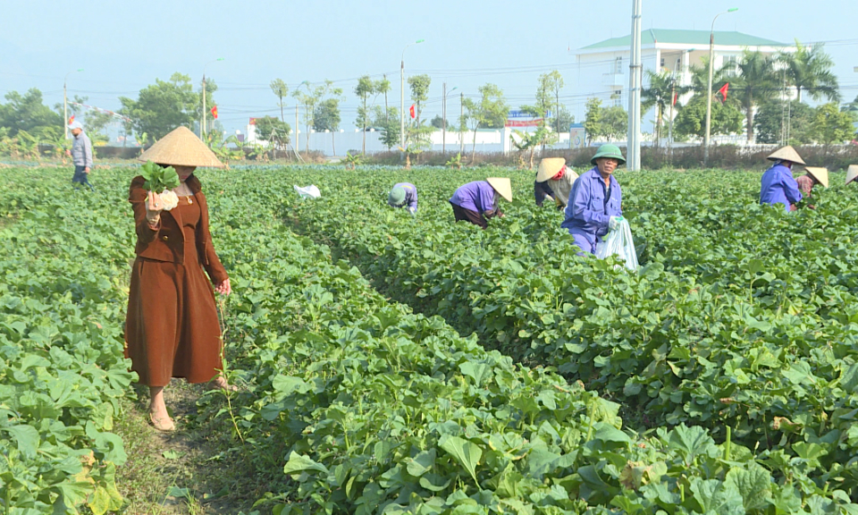 Nông dân Đông Triều: Hứa hẹn mùa bội thu
