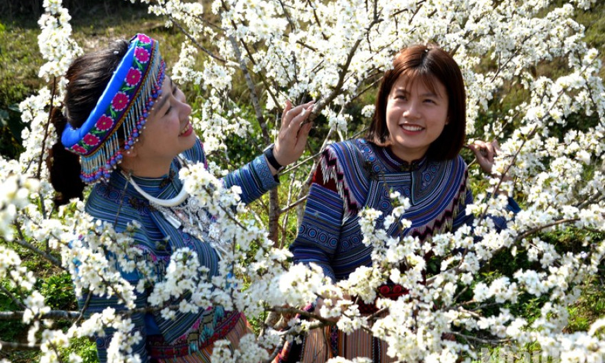 White plum blossom season in Bac Ha Plateau