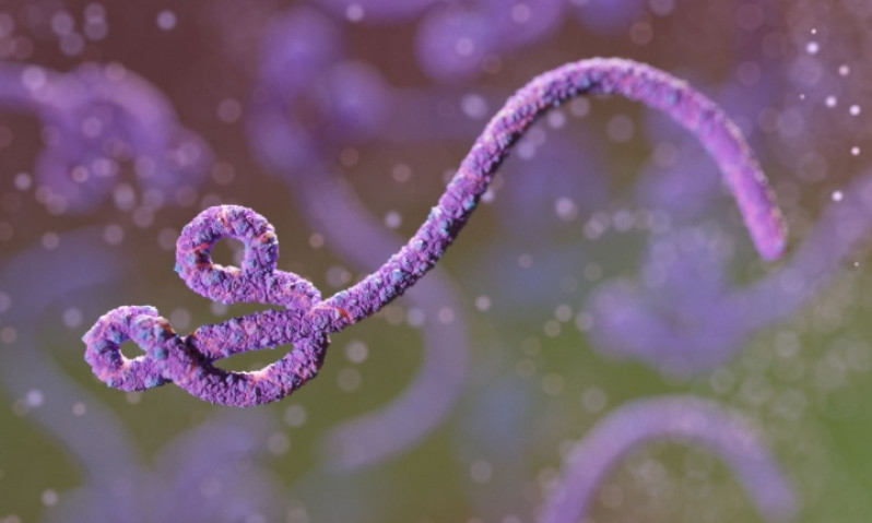 Virus Marburg và Ebola giống nhau không?