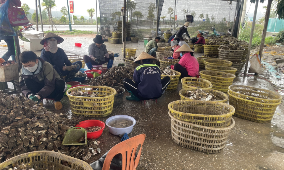 Khẩn trương di chuyển các cơ sở chế biến hàu ra khỏi khu dân cư