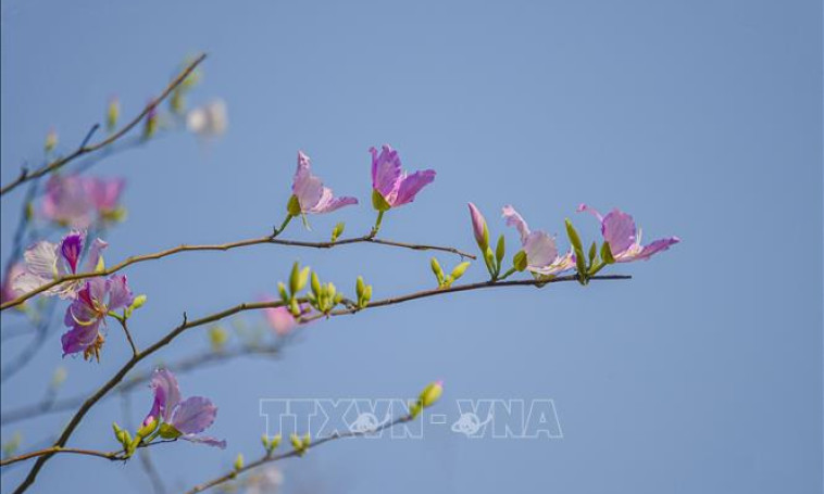 Sắc hoa ban đầu mùa nơi thung lũng Mường Thanh