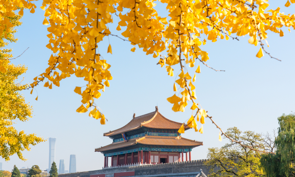 银杏，一树金黄暖时光
