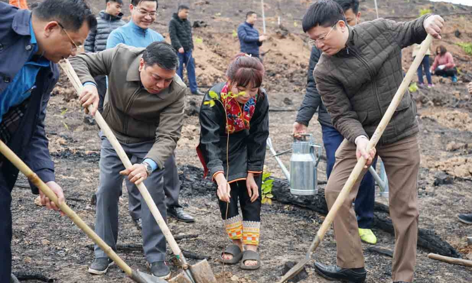 Lan tỏa phong trào “Tết trồng cây” ở Ba Chẽ