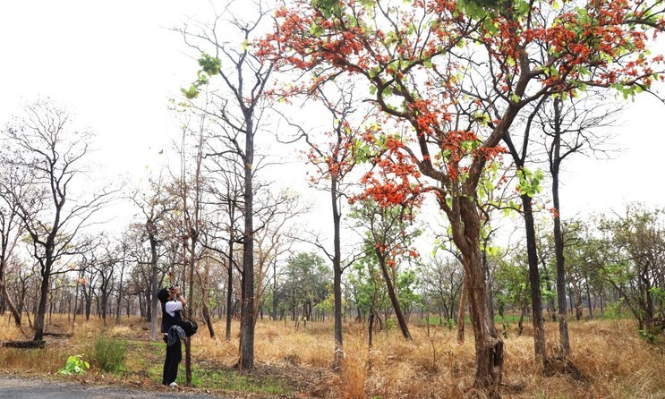 In Pictures: Dreamy forests in dry season of Central Highlands
