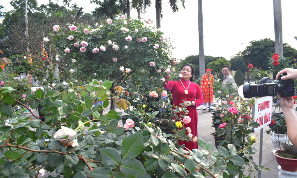 Rose exhibition held at Cua Ong temple for the first time