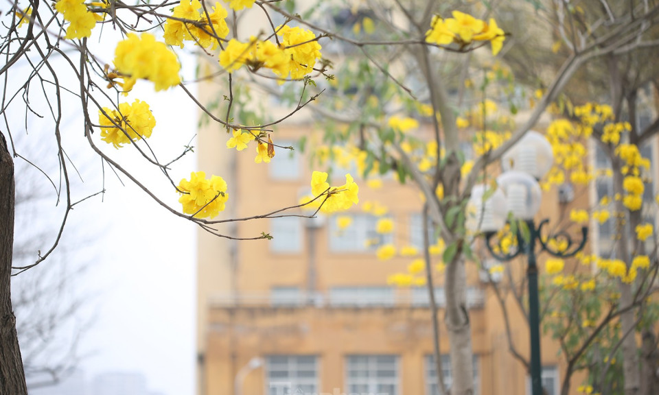 Hàng cây hoa vàng rực rỡ giữa mùa Xuân Hà Nội