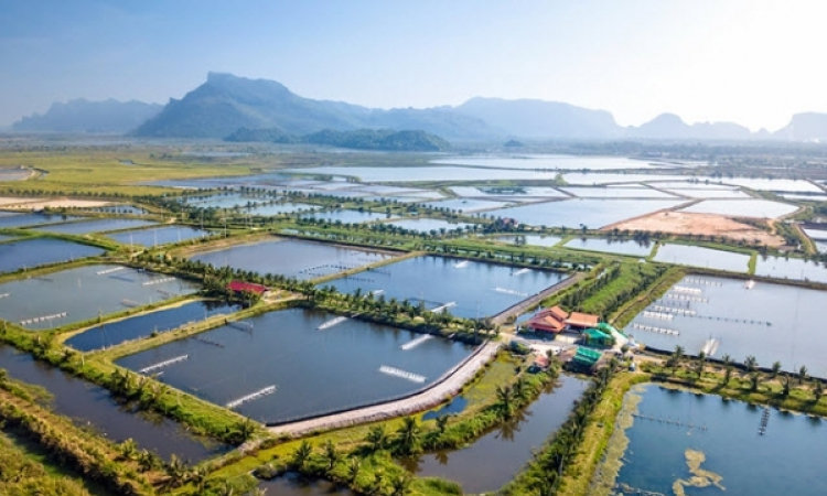 Giảm tiền thuê đất, thuê mặt nước với đối tượng bị ảnh hưởng dịch Covid-19