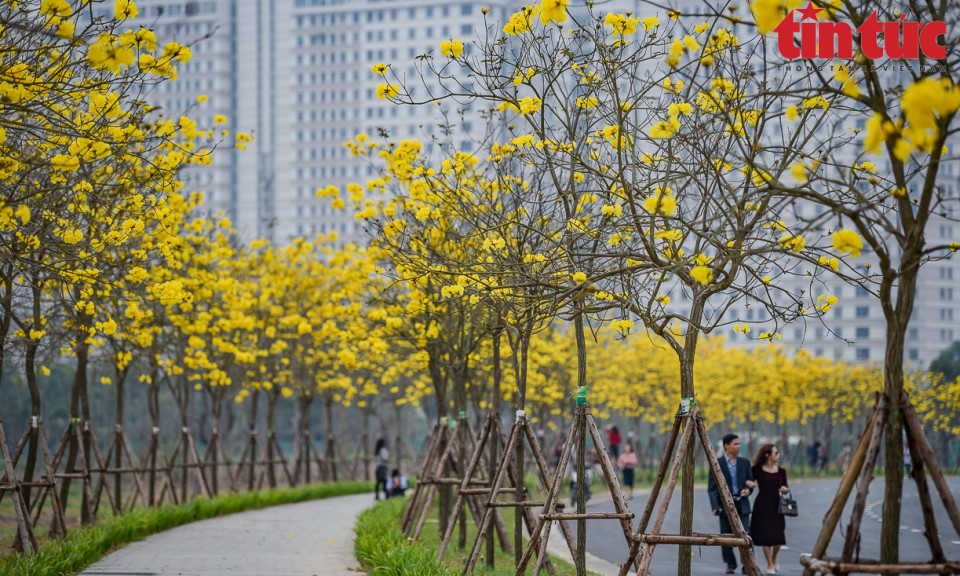 Hàng nghìn chiếc 'chuông vàng' rung rinh trong nắng xuân Hà Nội
