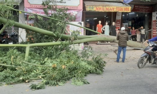 Cây hơn 10m bất ngờ đổ xuống đường đúng lúc 2 cô gái đi xe máy qua
