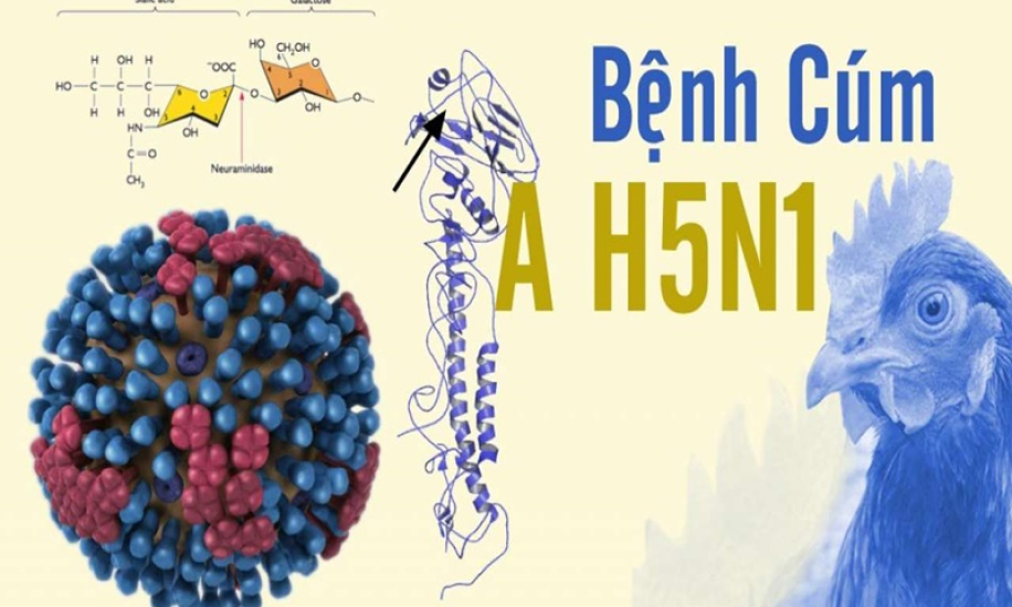 Campuchia ghi nhận 1 bé gái tử vong do cúm gia cầm H5N1