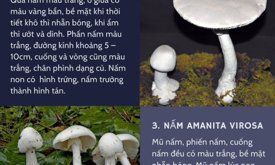 Nấm độc vào mùa: Những điều cần biết để an toàn khi dùng nấm